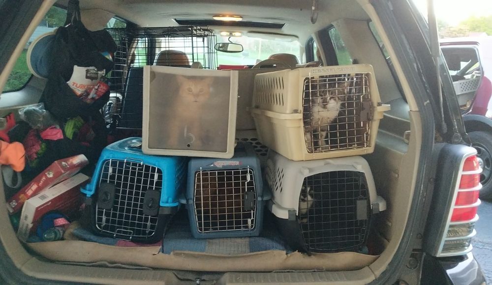 ARC cat in the box of a car rescued from Snyder County's stockpile_2021